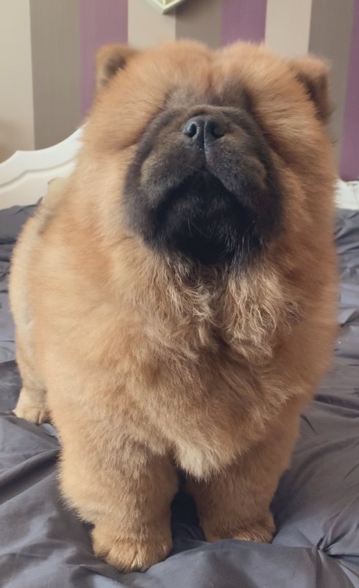 ShuckGemma's tweet photo. #chow #glitterbullz #ChaCha https://t.co/cHn64zNvCZ