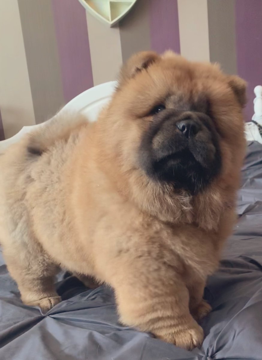 ShuckGemma's tweet photo. #chow #glitterbullz #ChaCha https://t.co/cHn64zNvCZ