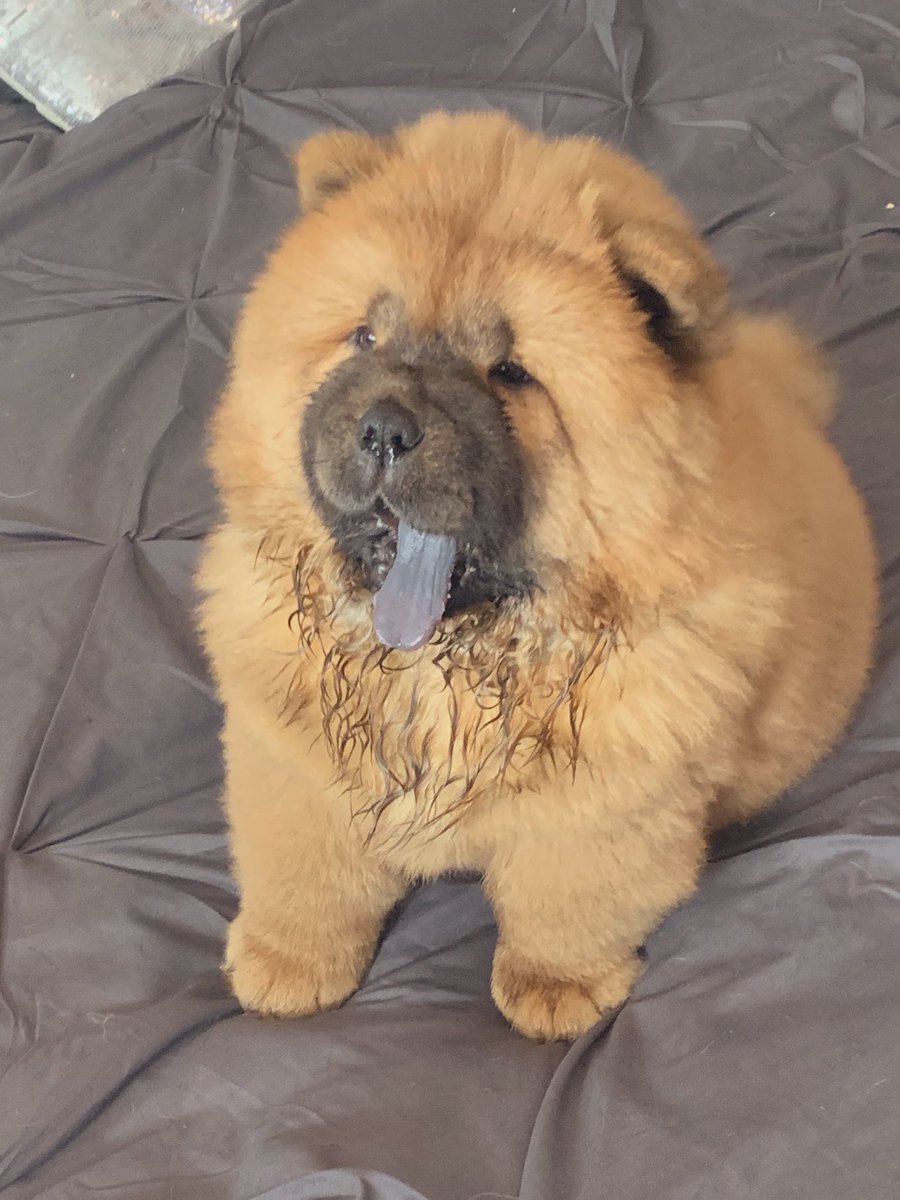 ShuckGemma's tweet photo. #chow #glitterbullz #ChaCha https://t.co/cHn64zNvCZ