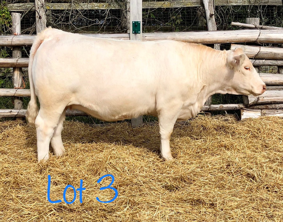 FourthlaneFarms's tweet photo. Lot 3 has momma cow written all over! She’s the kind that could lay down and have your next herdbull! #charolais #fallfeature https://t.co/xUE8rHI77v