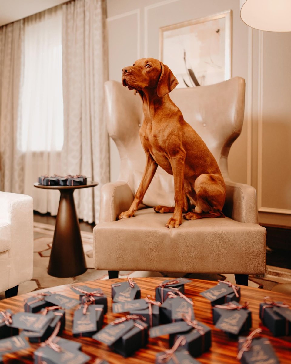 Have you ever met Zorro, the friendly ambassador at @KempinskiRiga ?
#Kempinski #KEMPINSKIDISCOVERY #DiscoveryLoyalty https://t.co/ST5K2CkArZ