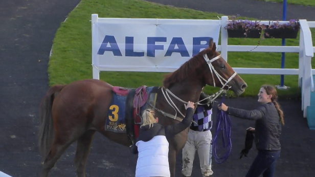 𝘾𝘼𝙎𝙃 𝙄𝙉 (Giant Sandman x Madame Jane) holds off the late challenge of Krigar Drottning (Leonard Rios) to win Race 7️⃣ (Maidenlöpning, 1600m) at #bropark for jockey Fabienne De Geer and trainer Catharina Vång (2 winners today).

#swedishracing