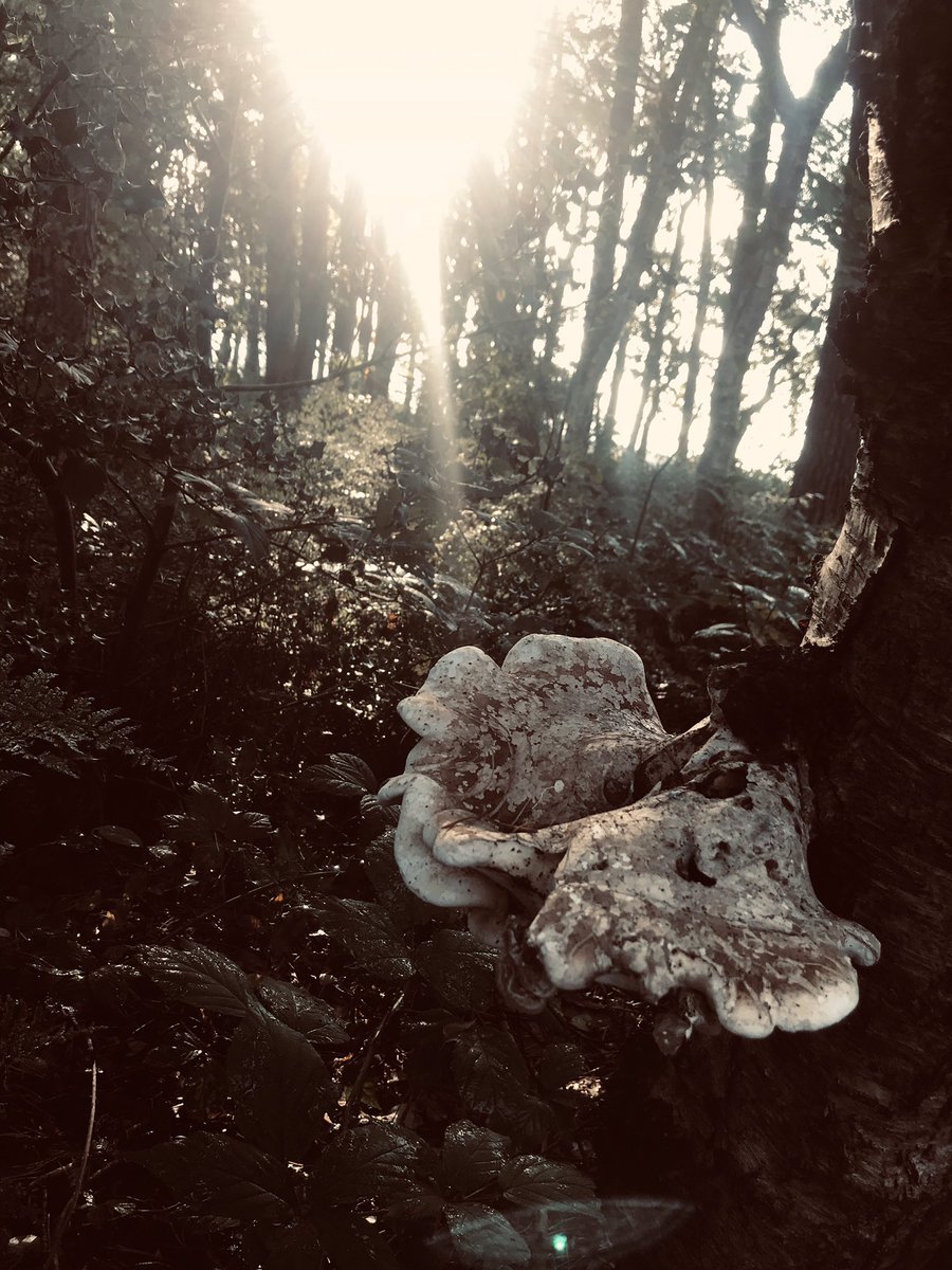 MirrinP's tweet image. I ♥️ autumn 🍂🍄🍁