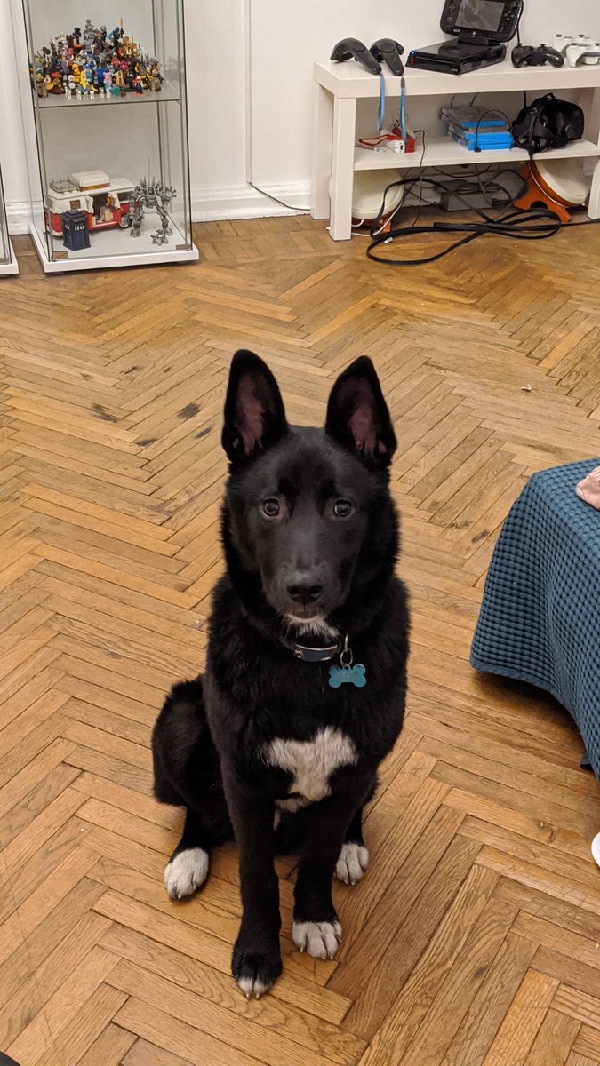 Xupacuma's tweet photo. @50pets Это магия! Уши встают дома а любом возрасте!
Мы взяли 8месяцев, ща уши конвертиком. А они за 3 недели встали в огромные локаторы! https://t.co/DmpB4nlT87