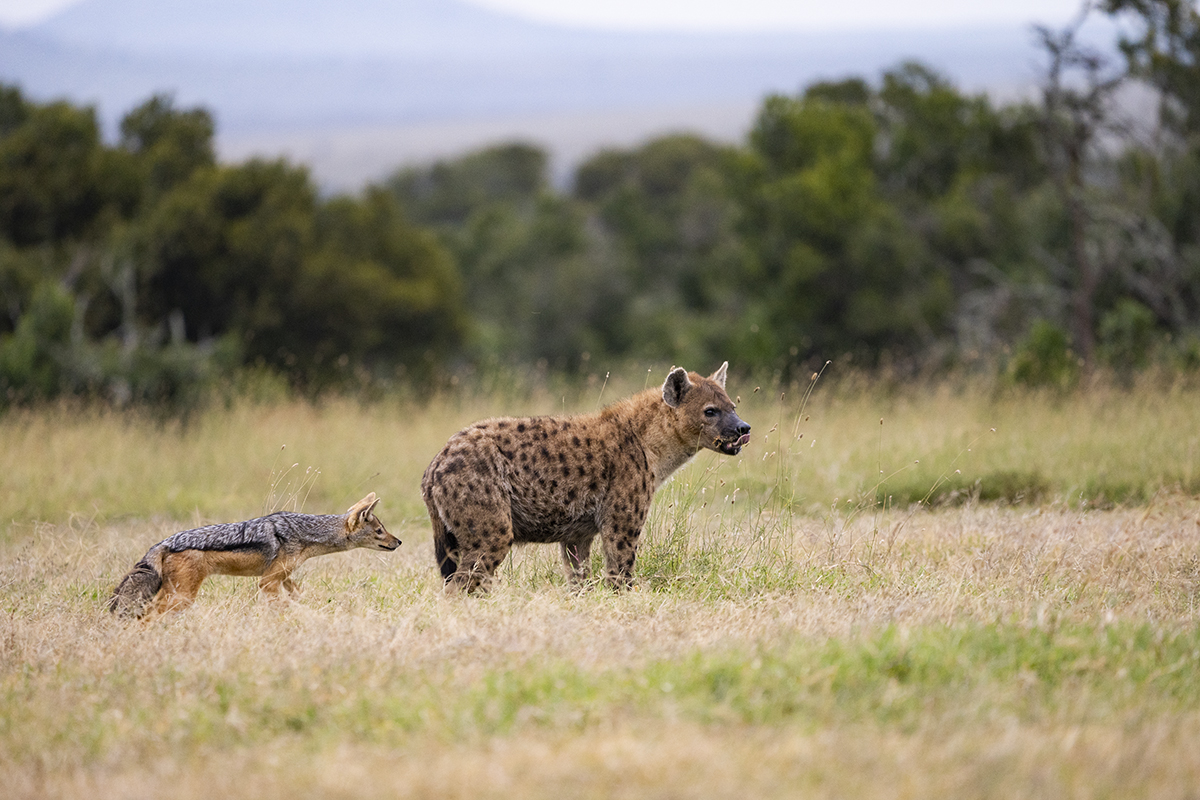 Musashi Film Berlin Germany Now در توییتر 一頭のシマウマをライオンが食べた後 ハイエナが食べてるのをジャッカルが狙ってる ハイエナ ジャッカル ケニア Olpejeta