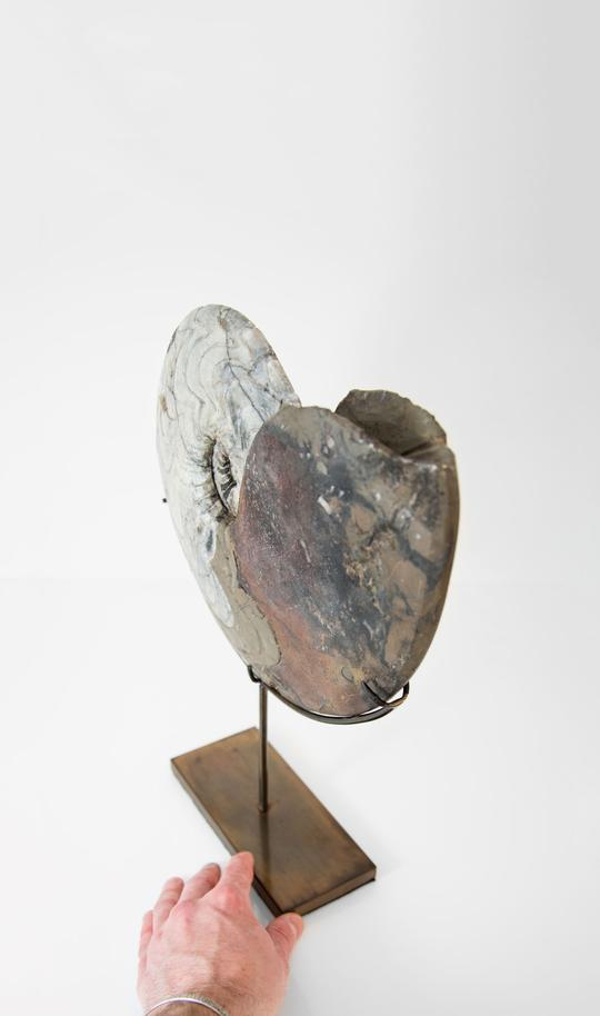 thefossilstore's tweet image. Our coolest and latest surmounted bronze Dimeroceras&amp;gt;thefossilstore.com/collections/am…&amp;gt;

Genus: Dimeroceras | Ammonoid.
Age: Palaeozoic era, Devonian, Frasnian age 370 M yrs.
Origin: Tafilalt, Bou Tcharafine, Morocco , N. Africa.
Literature: Goniatites dévoniennes du Sahara | Petter 1959.