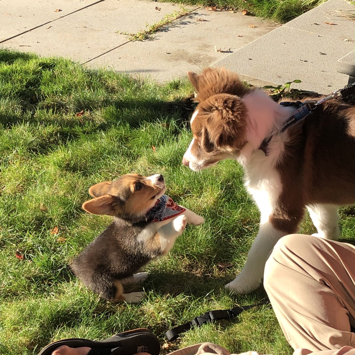 clara the corgi