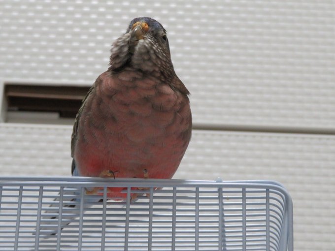 アキクサインコのtwitterイラスト検索結果