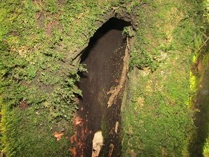 forest_training's tweet photo. Forest health study of different forest types of Nepal https://t.co/KIjiubKbWl