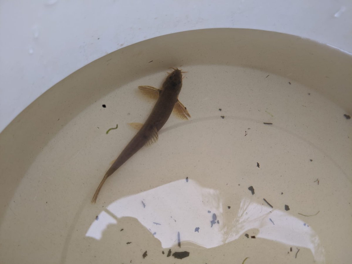 RiverSearch's tweet image. Nice chunky #stoneloach turned up in a @Riverflies sample yesterday on the #RiverWey in #Bordon. Always love to see these guys @SurreyWT