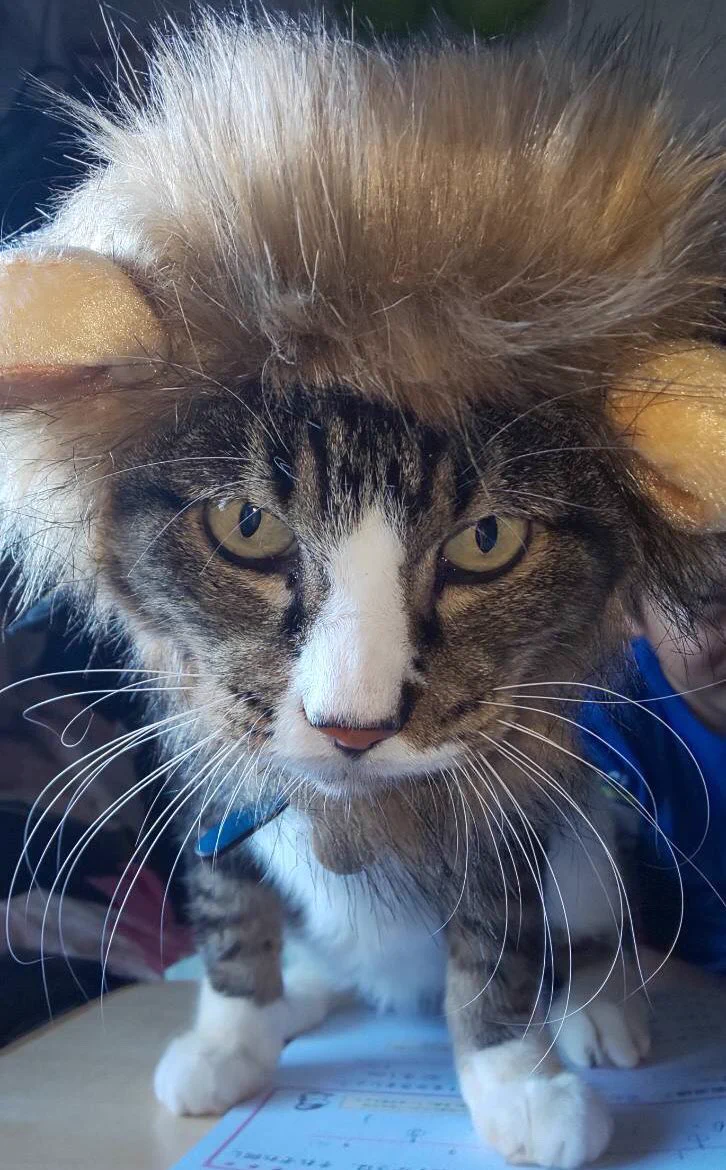 @kingmayummy 毎晩22:22に猫好きを高らかに叫ぶ集団の一隅です。よかったら　#ネコイズジャスティス　のタグを見てやってください。叫ぶと教祖からいいねがつきます。今年の2/22は大変でした。令和2年(2020年)だから猫の日に加えて増量！ハロウィンなので亡き愛猫のコス写真置いておきます。 