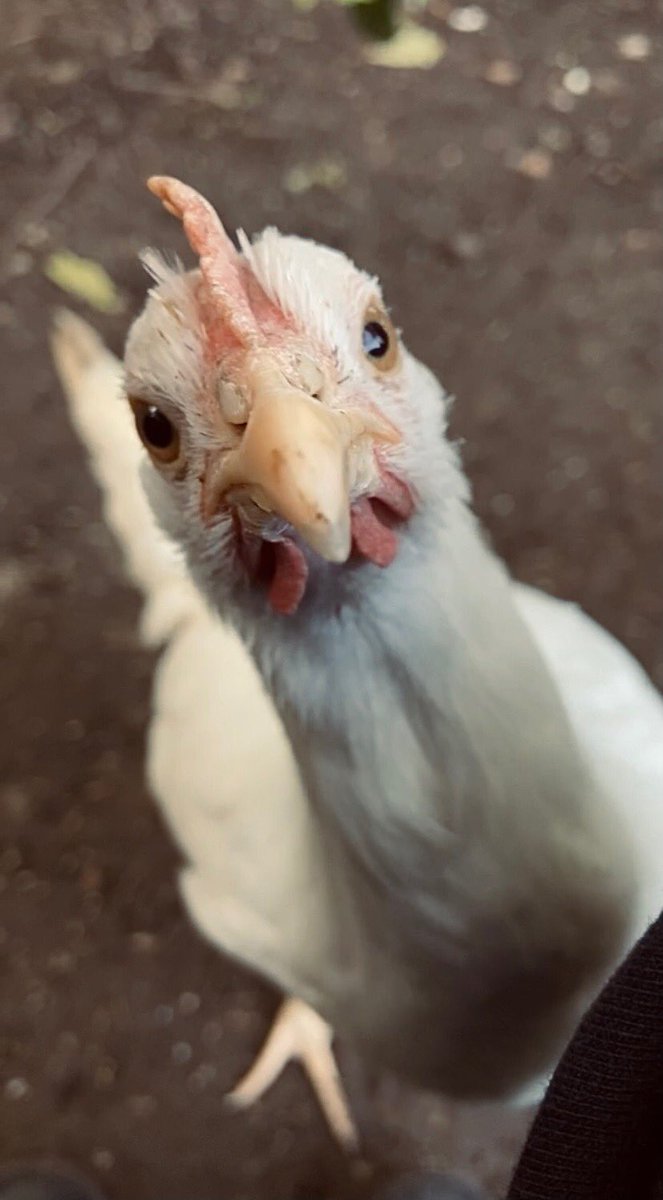 Today I left the teenager in charge of the chickens. She’s sent me these. 😂♥️🐔