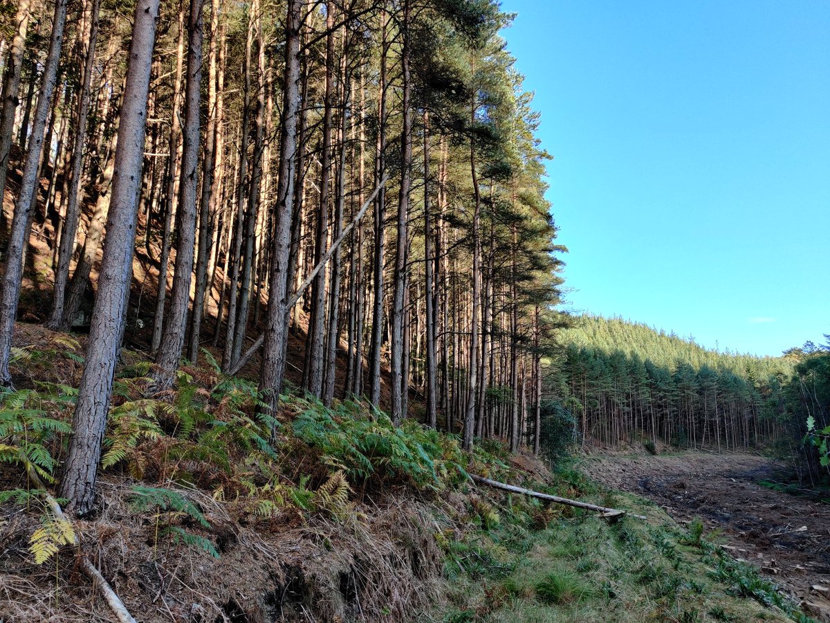 The area to the left of the picture will continue to be thinned and managed as a productive Scots pine woodland (this area is a red squirrel stronghold ), and this one burn is just part of a much larger forested complex that delivers many benefits including growing timber... 7/