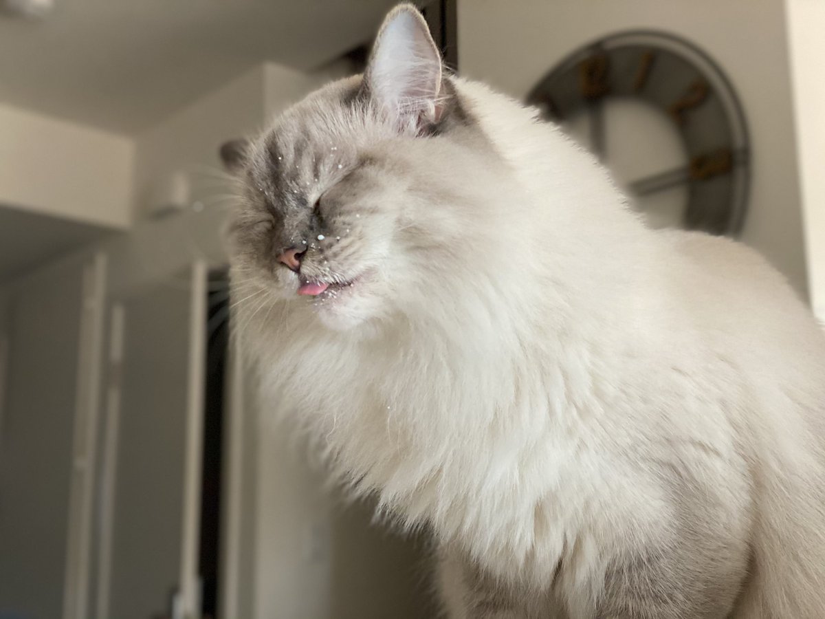 I made it through another Tuesday, here’s a video of my cat trying to drink her milk.