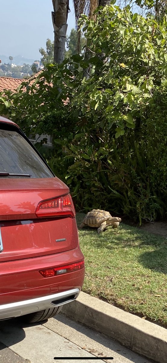 Casual neighborhood stroll in the hills of Silver Lake today.