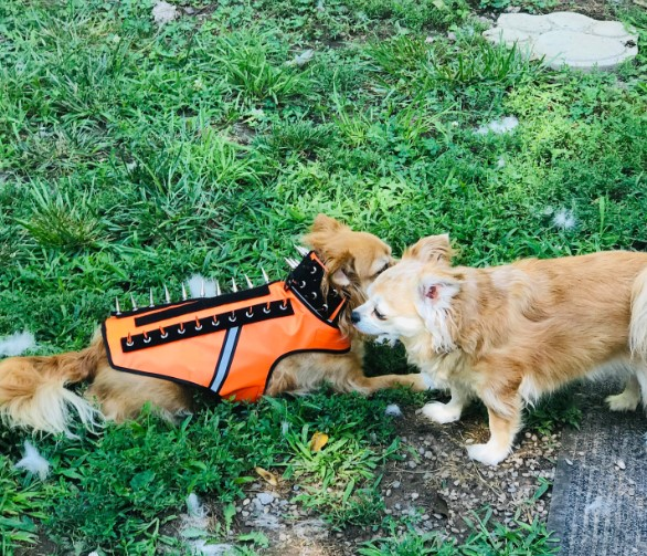 CoyoteVest's tweet photo. "We will be ordering another for his sister we love it." -Roxanne S. Buffalo, NY
#dogsiblings #doggos #doglovers #dogsofinsgtagram #responsiblepetownership #petprotection #spikevest #nottodaycoyote #ralphi #rubie https://t.co/5JlLxbbbek