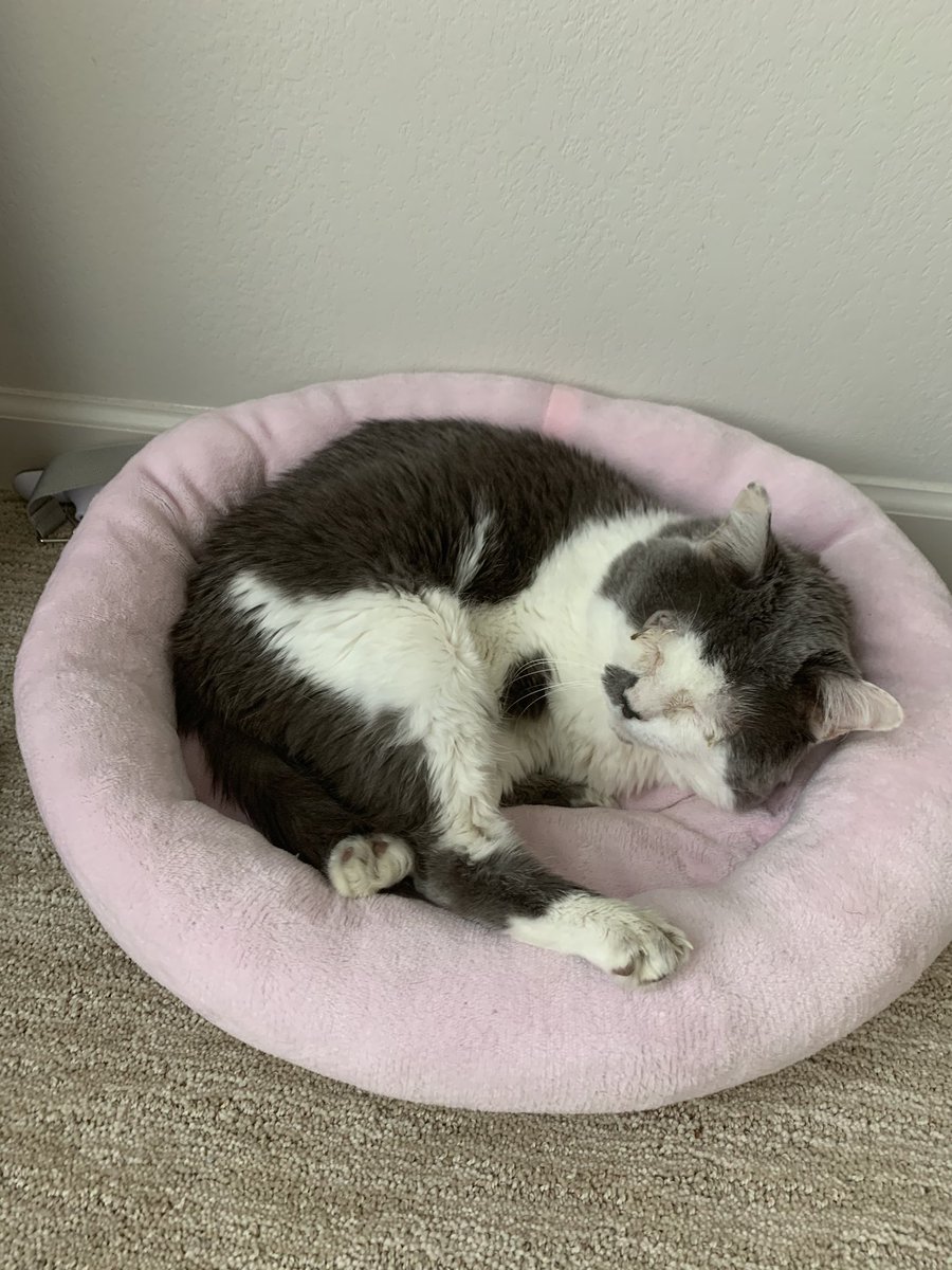 Need to relax this afternoon? Take a few tips from our feline friends!