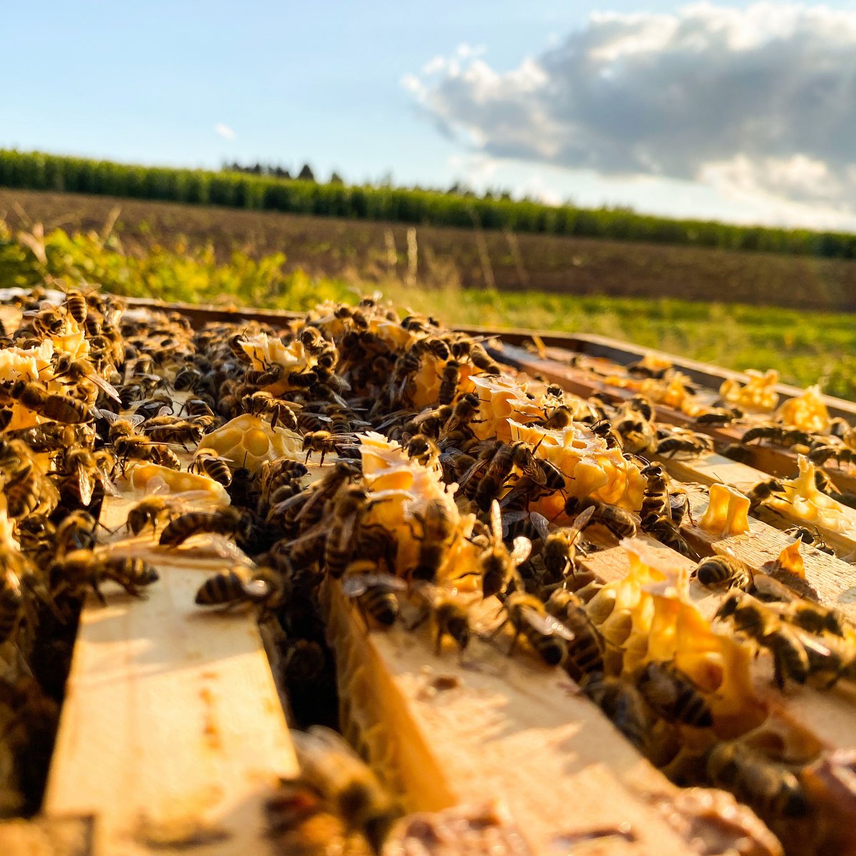 Wir lieben es, unsere Bienen zu beobachten.☺️🐝 Macht ihr das auch so gerne?😁
.
We love to watch our bees.☺️🐝 Do you like doing that too?😁
#honey #bienen #bees #beekeeper #beekeeping #imker #imkerei