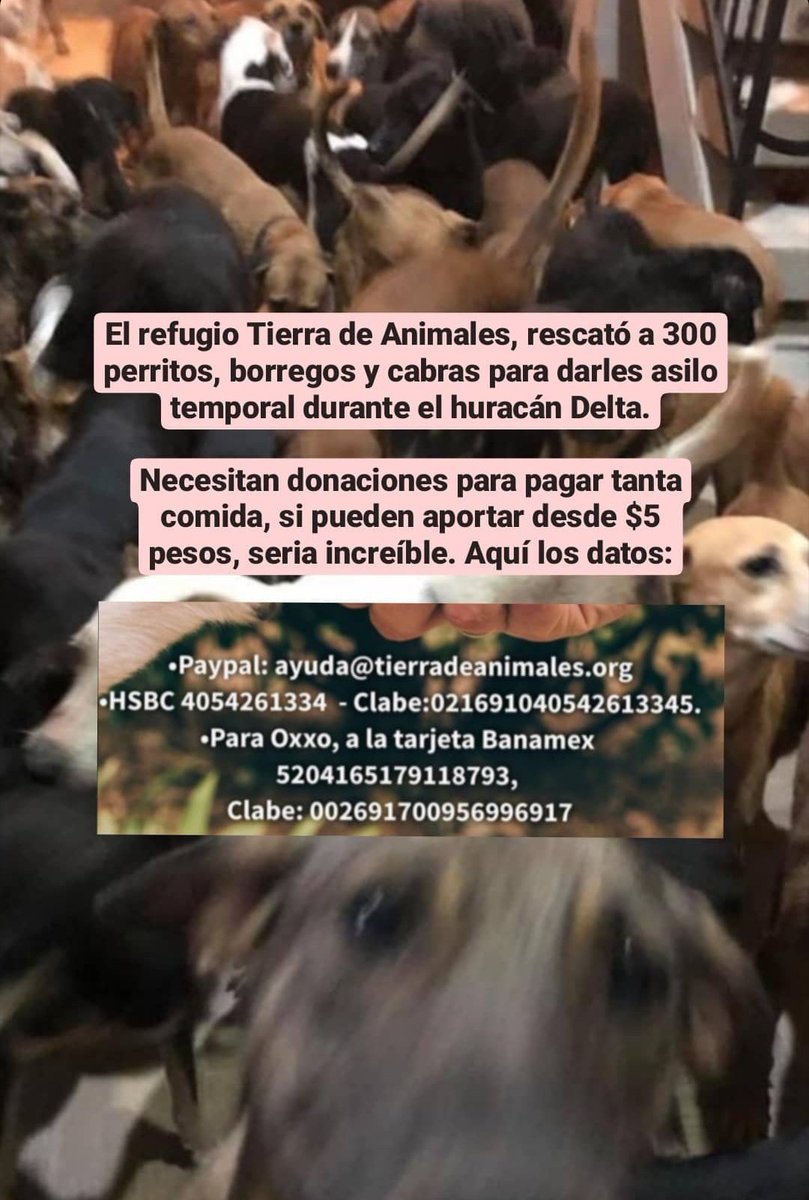 Encontré esta información en las stories de <a href="/BeautyOfertasMx/">Jingle balls 🍒⚖️</a> y se me hizo importantísimo compartir. 
¡Ojalá puedan ayudar a estos animalitos!