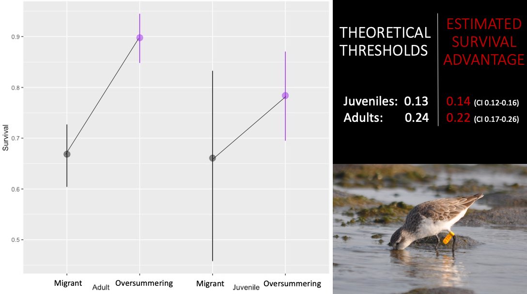 5 #ISTC20 #Sesh5 Regardless of the age group, we found that #oversummering birds had more #survivorship than migrants. The estimated survival #advantages for adults and juveniles both closely match and don’t differ significantly from the threshold values predicted #stayatParacas