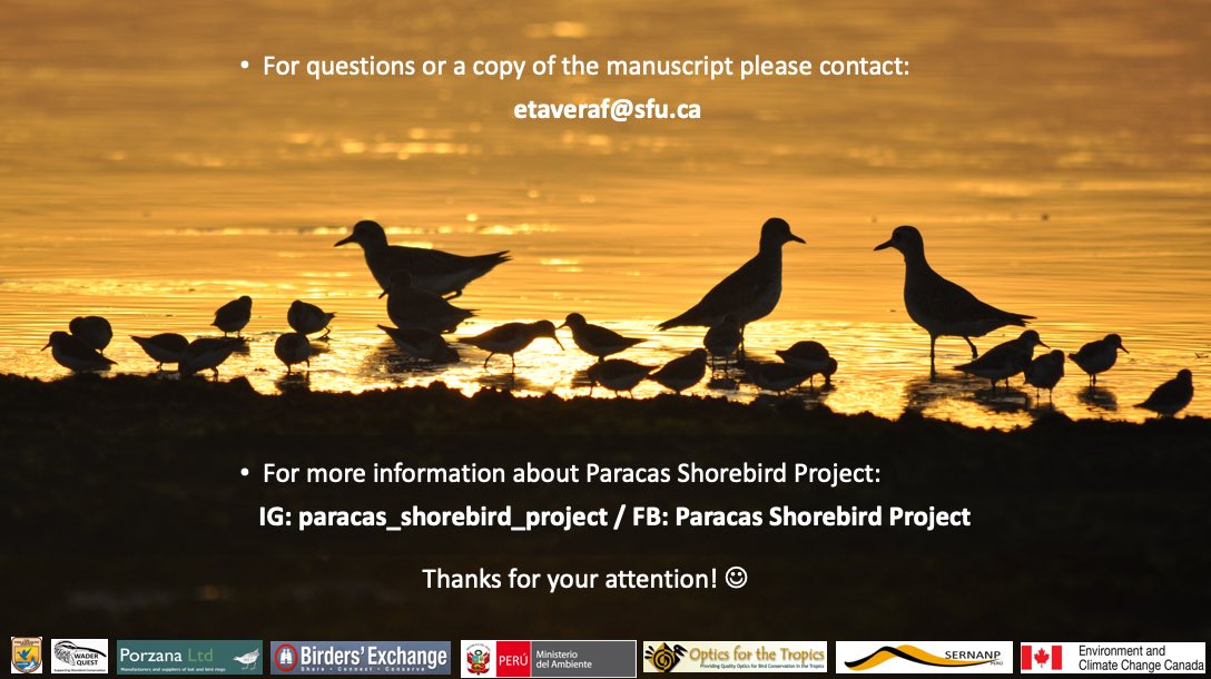 6/6 #ISTC20 #Sesh5 
Our results supports the #life #history hypothesis that both oversummering juvenile and adult birds #compensate for the loss of a breeding opportunity with higher #survivorship than migrant birds. #oversummeringwins #ornithology #ParacasShorebirdProject 🐦☀️