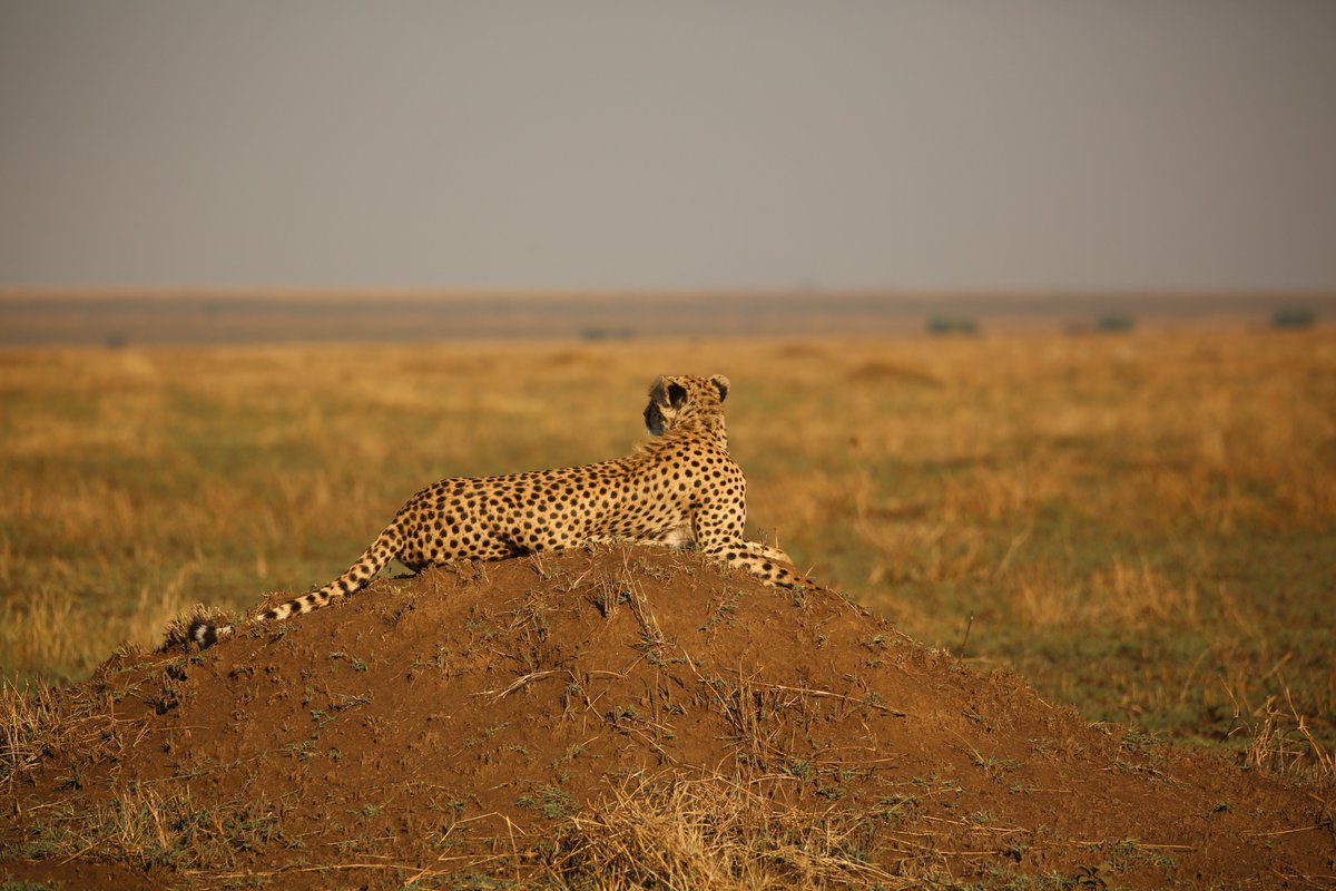SerengetiCheeta's tweet photo. When you need something to believe in, start with YOURSELF. - Frank Medrano.
#quoteoftheday #serengeticheetahs #spottycats #cheetahswefollow #serengeticheetahproject #thewcs #zsl
@SarahMDurant @TimRBDavenport @cheetahdefender @OfficialZSL @ZSLconservation https://t.co/HEMDZliemg