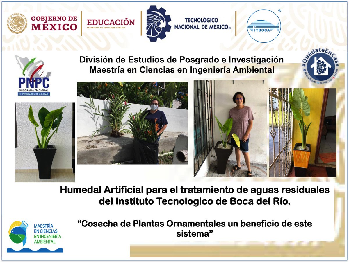 fabiolalango's tweet photo. Seguimos cosechando!!! las plantas ornamentales del Humedal Artificial que trata las aguas residuales del Instituto Tecnologico de Boca del Río. Proyecto del programa de posgrado en PNPC Maestría en Ciencias en Ingeniería Ambiental del Tecnologico Nacional de México #OrgulloTecNM https://t.co/vQR2Wlg1YV
