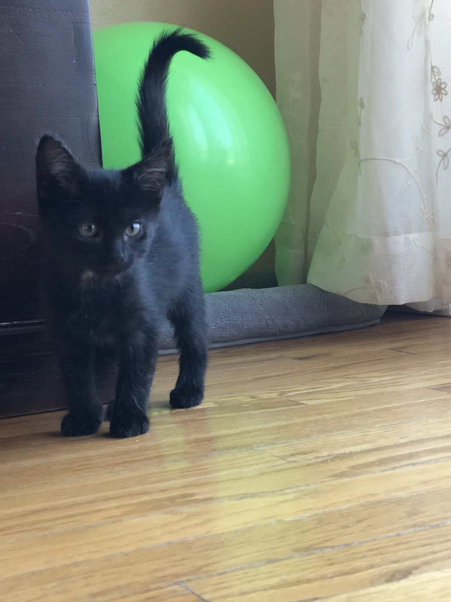 aspookykitten's tweet image. hi im wednesday 🥺