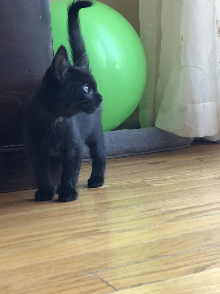 aspookykitten's tweet image. hi im wednesday 🥺