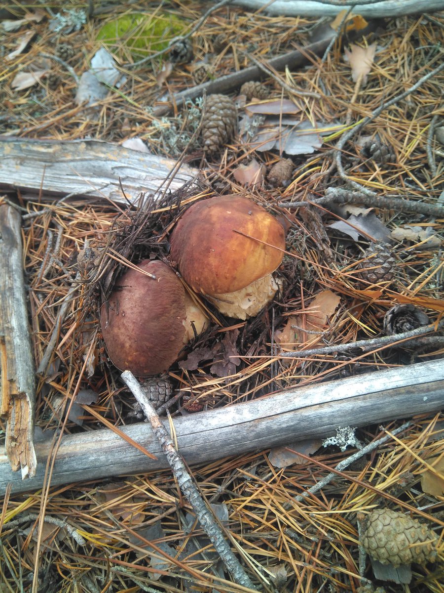 Época de #boletus en #serranoAstorga #leonesp