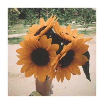 sunflowerlust tweet picture