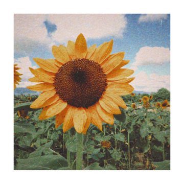 sunflowerlust tweet picture