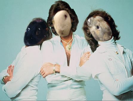 daviemason's tweet photo. Jack sez, "Introducing...De Bunny Bee Gees!!" @bunarium @bunbrary #bunnybeegees https://t.co/YWQj3kypA6