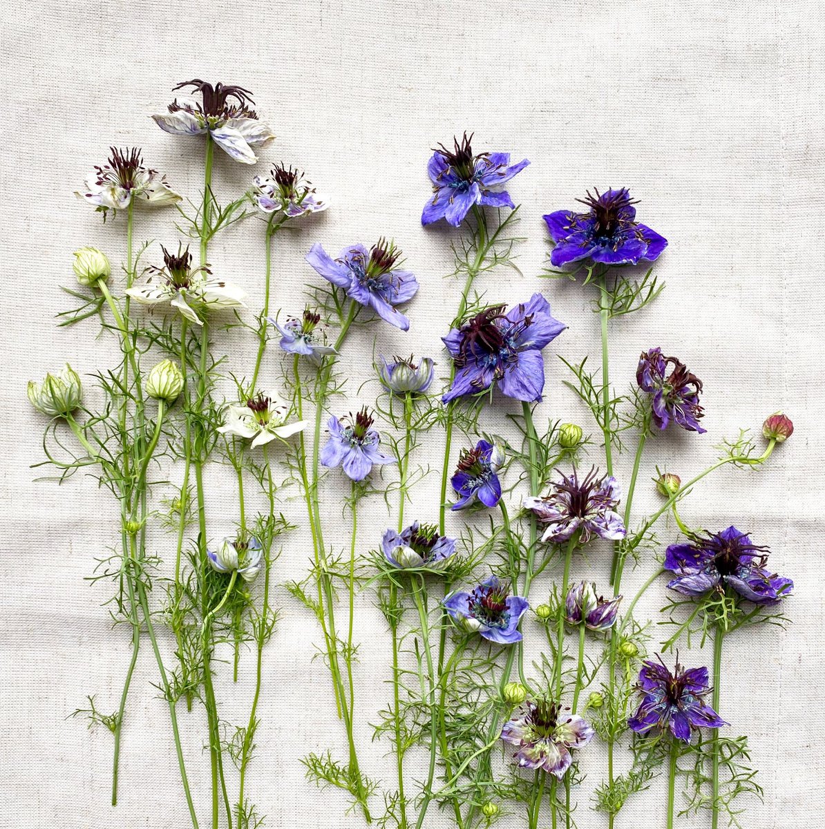 Just found some recent academic papers showing that looking at images of individual plants and flowers alleviates stress, triggers relaxation and speeds up recovery from illness. I KNEW IT. Here, have some of my medicinal photographs x