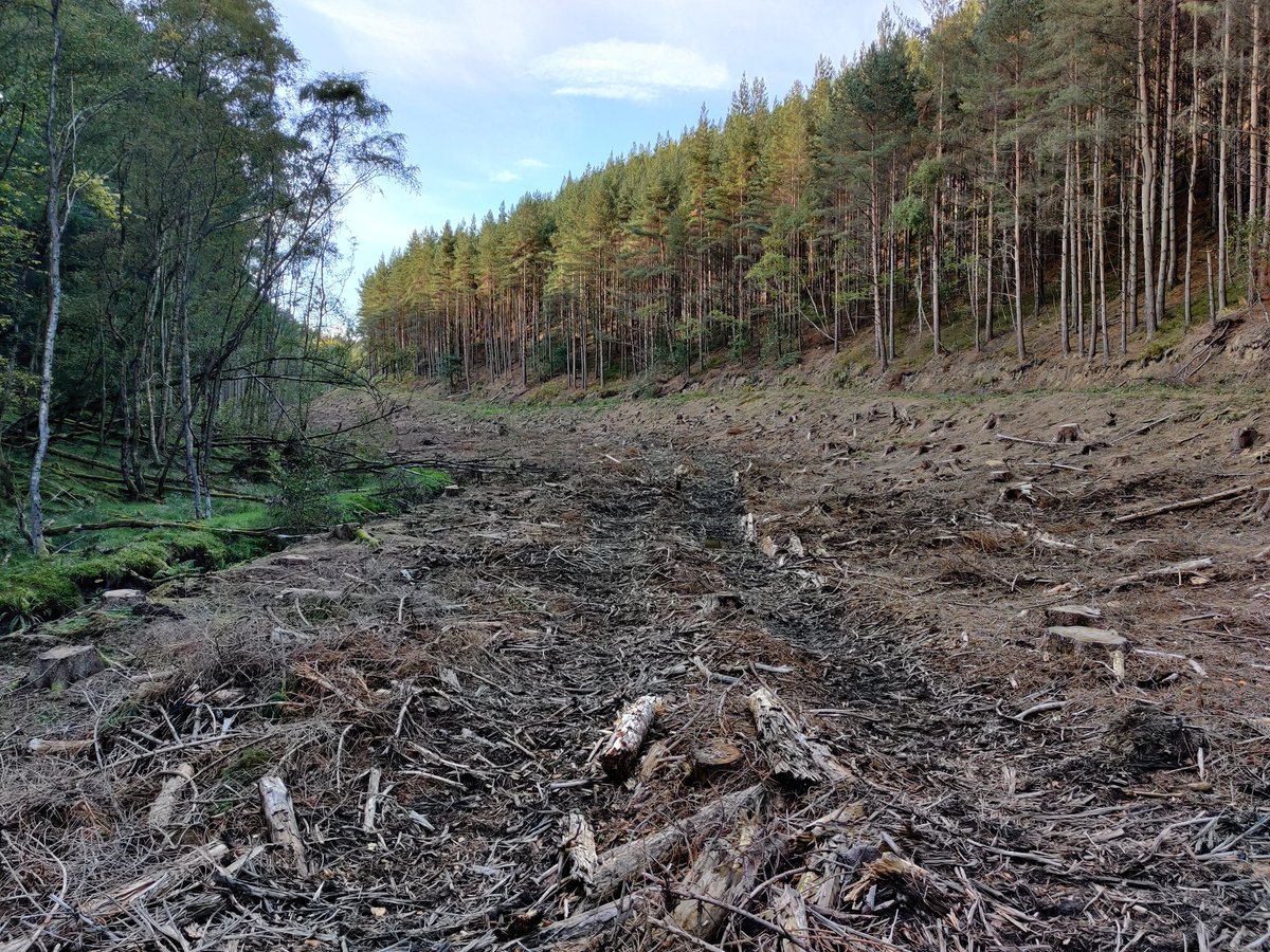 I was also really impressed at how little ground damage there was, given this was down in the valley bottom next to a watercourse. The operators had used brash from the felled trees perfectly and protected their timber extraction route, which could have easily become rutted 5/