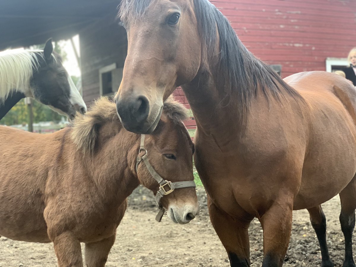 haley_weininger's tweet photo. I always passed this farm and loved the horses. Now I can actually go in and see how wonderful these rescue horses are😍
#PR4490 #bergencountyhorserescue 
@angiabar https://t.co/OaLzc3zjc2