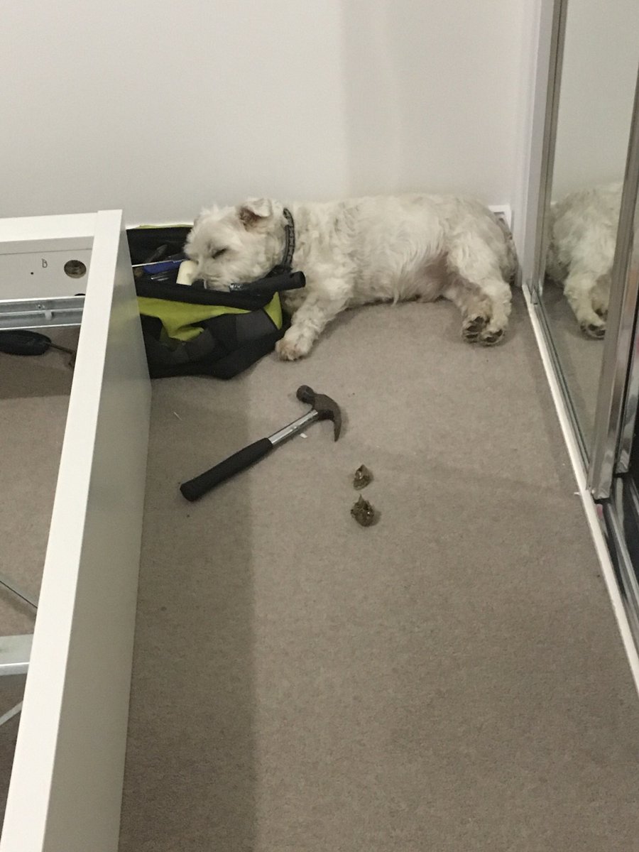 Vicky Trotter tweet media