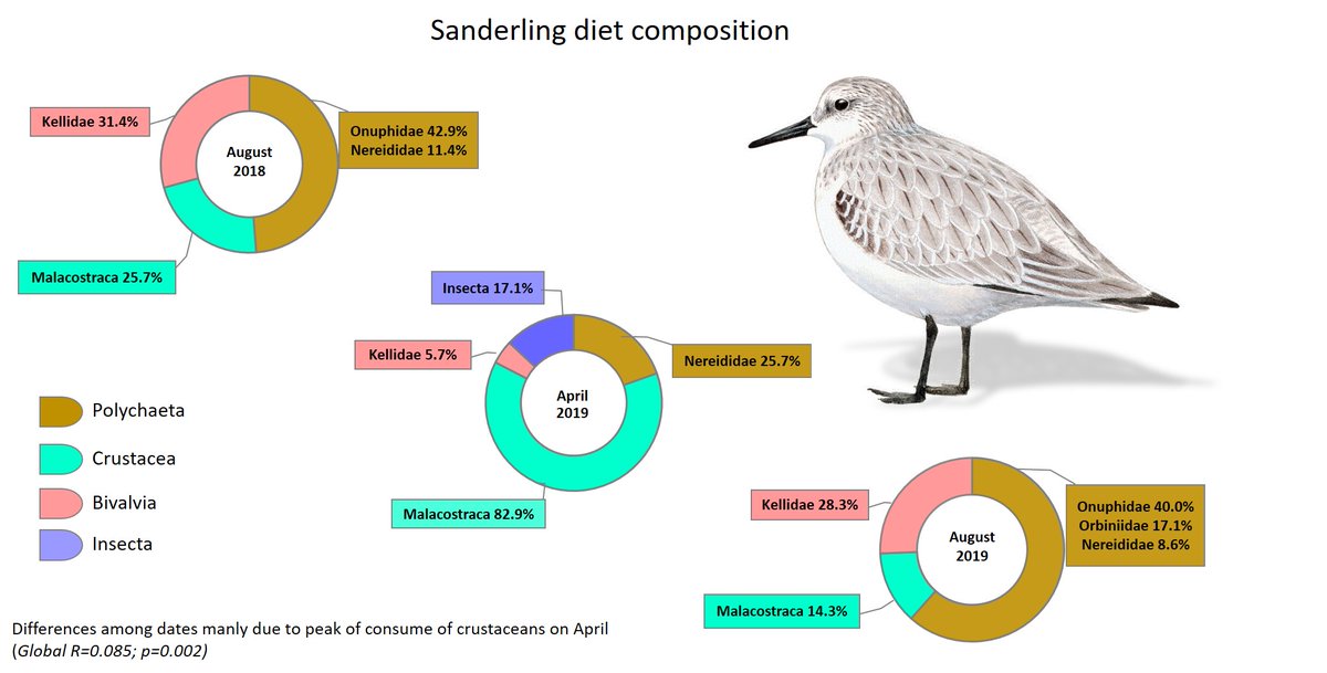 4/6 #ISTC20 #Sesh5
The main prey consumed were polychaetes (mostly Onuphidae, Orbiniidae and Nereididae families), crustaceans and clams🐛🦞🦪
The composition was different among dates mainly due a consume peak of crustaceans on April.
#ornithology #waders #shorebirds #sanderling