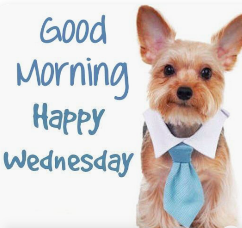 SnowDogzInc's tweet photo. Happy Hump Day! https://t.co/rBqaJrA6sN