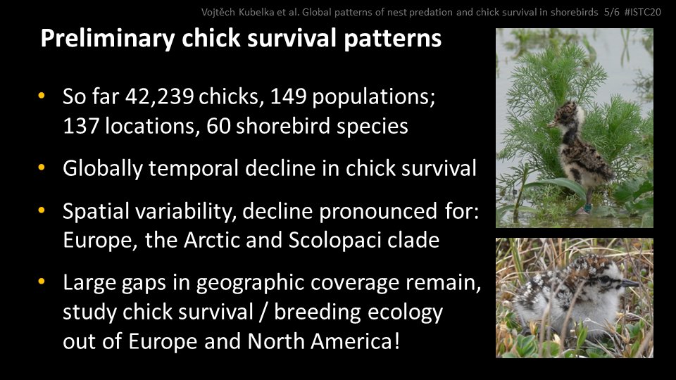 5 #ISTC20 #Sesh3
Despite the regional variation, the first global insights into chick survival reveal similar patterns of deteriorating breeding productivity, conspicuous for shorebirds breeding in Europe and the Arctic, highlighting the need for targeted conservation efforts.
