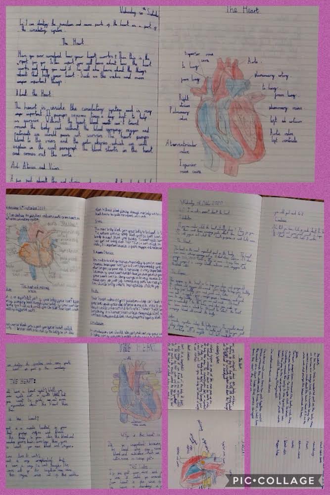 BGPrimary's tweet image. Wow! Year 6 have written amazing reports all about the heart. We have a year group full of potential doctors and nurses! #BGPScience