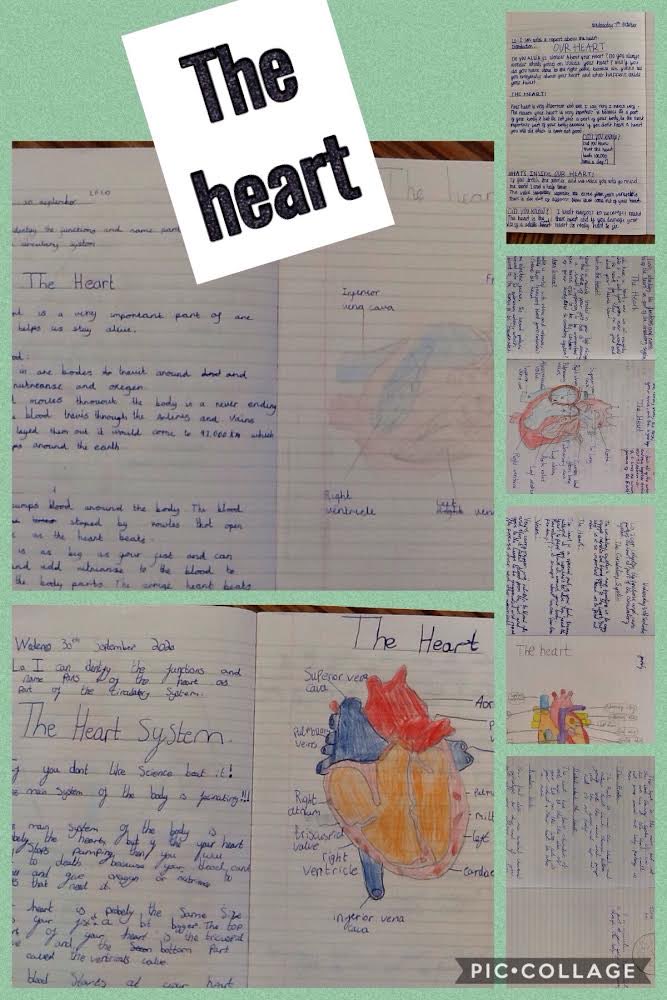 BGPrimary's tweet image. Wow! Year 6 have written amazing reports all about the heart. We have a year group full of potential doctors and nurses! #BGPScience