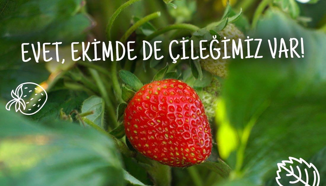 Doğru işlenen toprakta, doğru sonuçlar almaya devam ediyoruz. Çilek Evi'nde #ekim ayında hala çileğimiz var ve ekim çileği de kendine has bir lezzete sahip. Hepinizi ekim çileğinin farklı tadını denemeye davet ediyoruz.

#ÇilekEvi #Çilek #ZehirsizSofralar #Pestisit