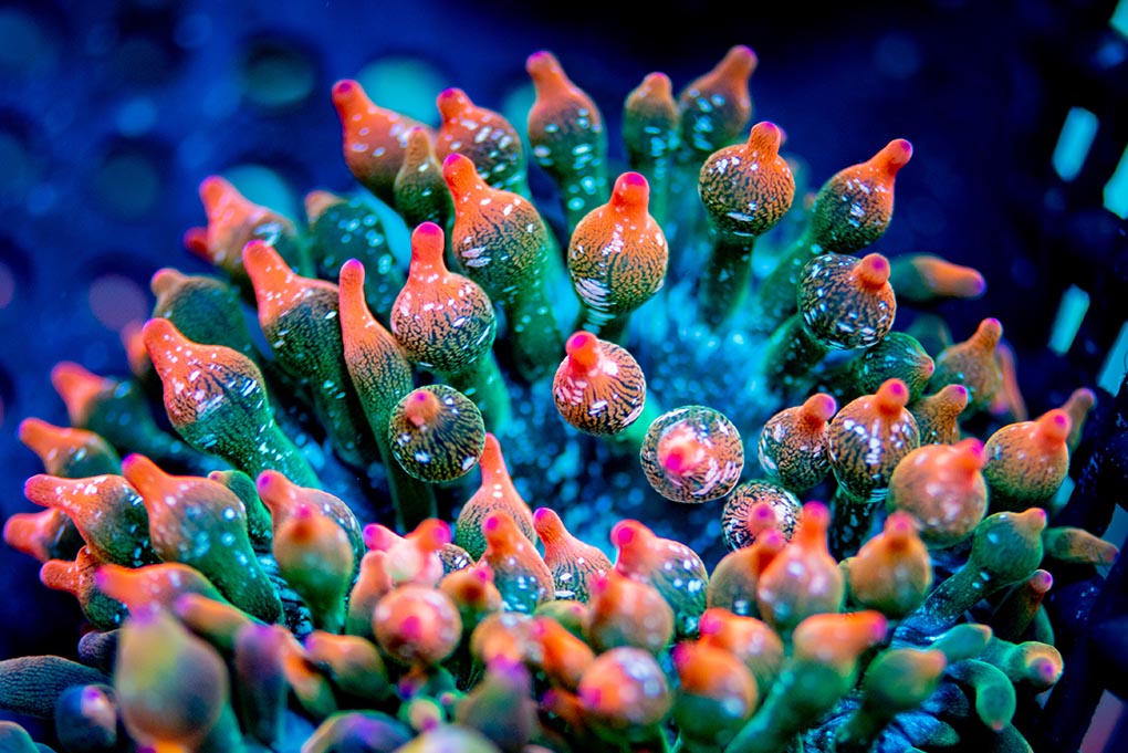 CORALmagazine's tweet photo. #BubbletipAnemone Bonanza! Look to the next issue of #CORALmagazine for an extended interview with Chris Meckley, founder of @aciaquaculture in Plant City, Florida, to discuss professional experience importing &amp; keeping BTAs! 

Don't miss out, subscribe at https://t.co/TZ8dq1HYml https://t.co/4ZJHnMJgOV