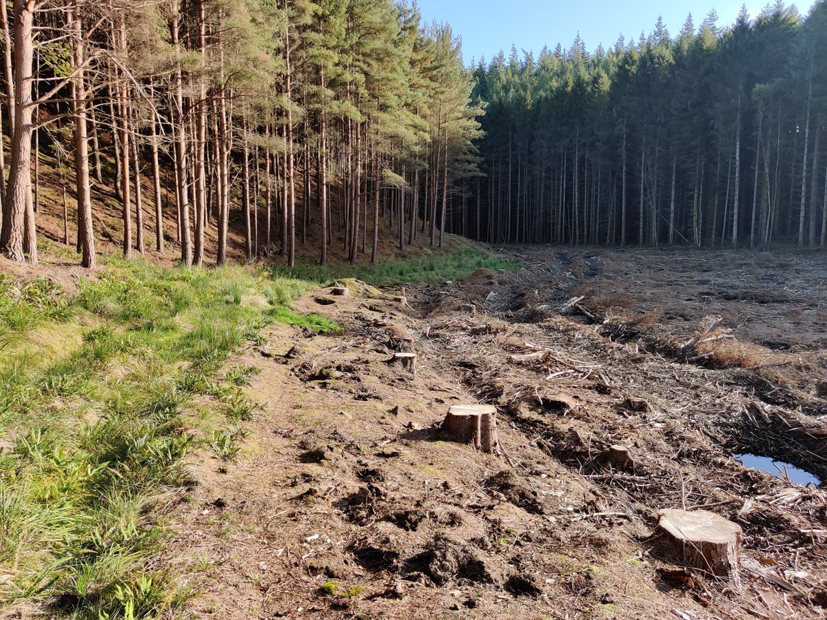 Yesterday I had a nice walk through the woods. I wanted to have a look at some felling work I knew had been going on during a period of fairly wet weather and see what the results were like. (Thread, 1/)