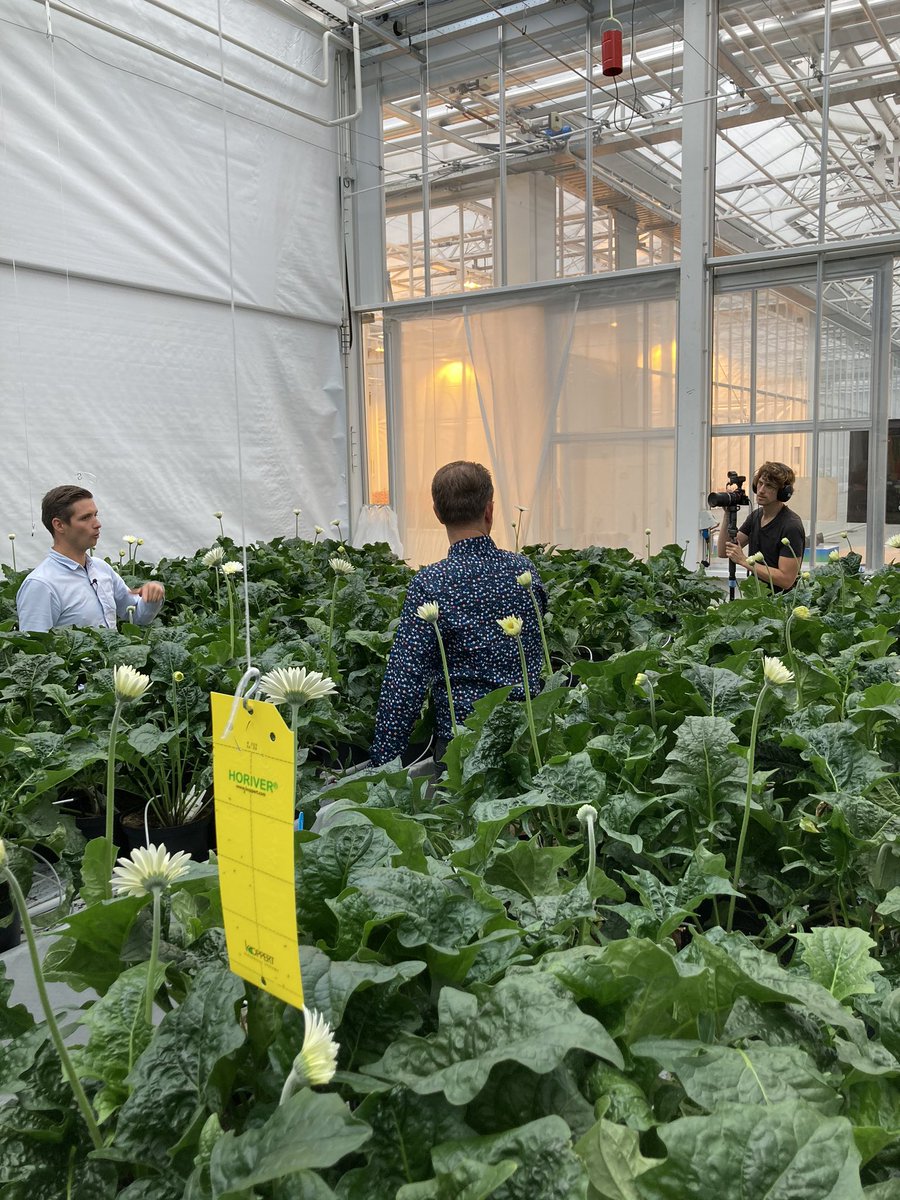 richardspronsen's tweet photo. Voor de #sierteeltdagen opnames gemaakt met @BayerCropNL @Syngenta @CertisNL @HortiProBV @BASFagronl @corteva #nufarm . Hou sociaal media in gaten. @iperen_nl #tuinbouw @ArjanSpaans #kennisdelen https://t.co/jC0fXDC4jK