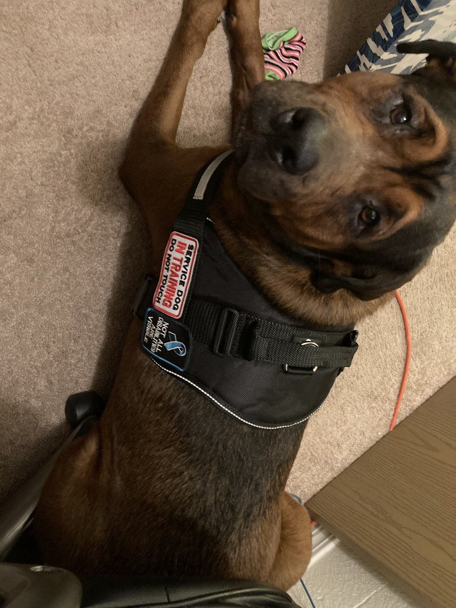 BitsySpazzi's tweet photo. Hoomum wuz very excited last night. She sed ze monstar (she calls him Reeses) gotz himz werking dawg cloz. #servicedog #medicalalertdog #dogsoftwitter https://t.co/nH1d1VJAIw