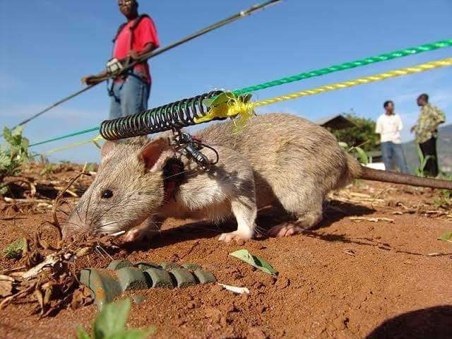 Tanzanian rat, Magawa was awarded a Gold medal for its "life-saving bravery," after detecting 39 dangerous land mines and 28 explosives in Cambodia 

He was only born in 2014.