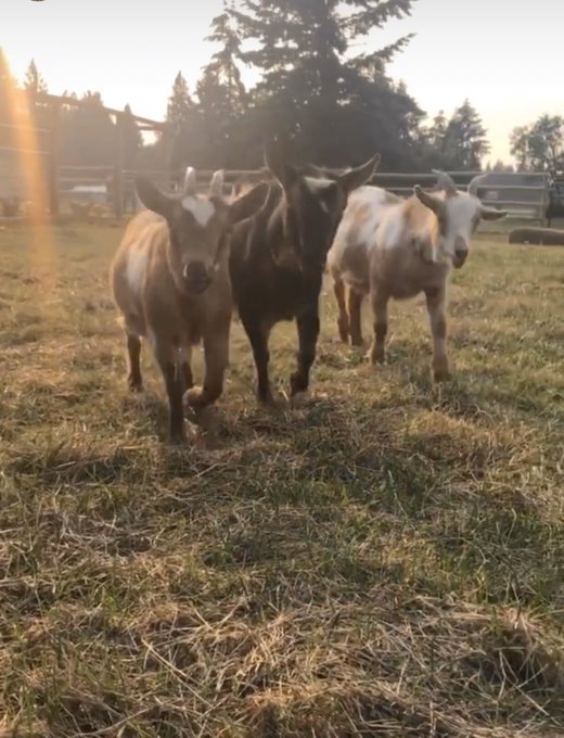 Some have asked about my ranch life. Well here is trouble, double trouble, and more trouble. https://t