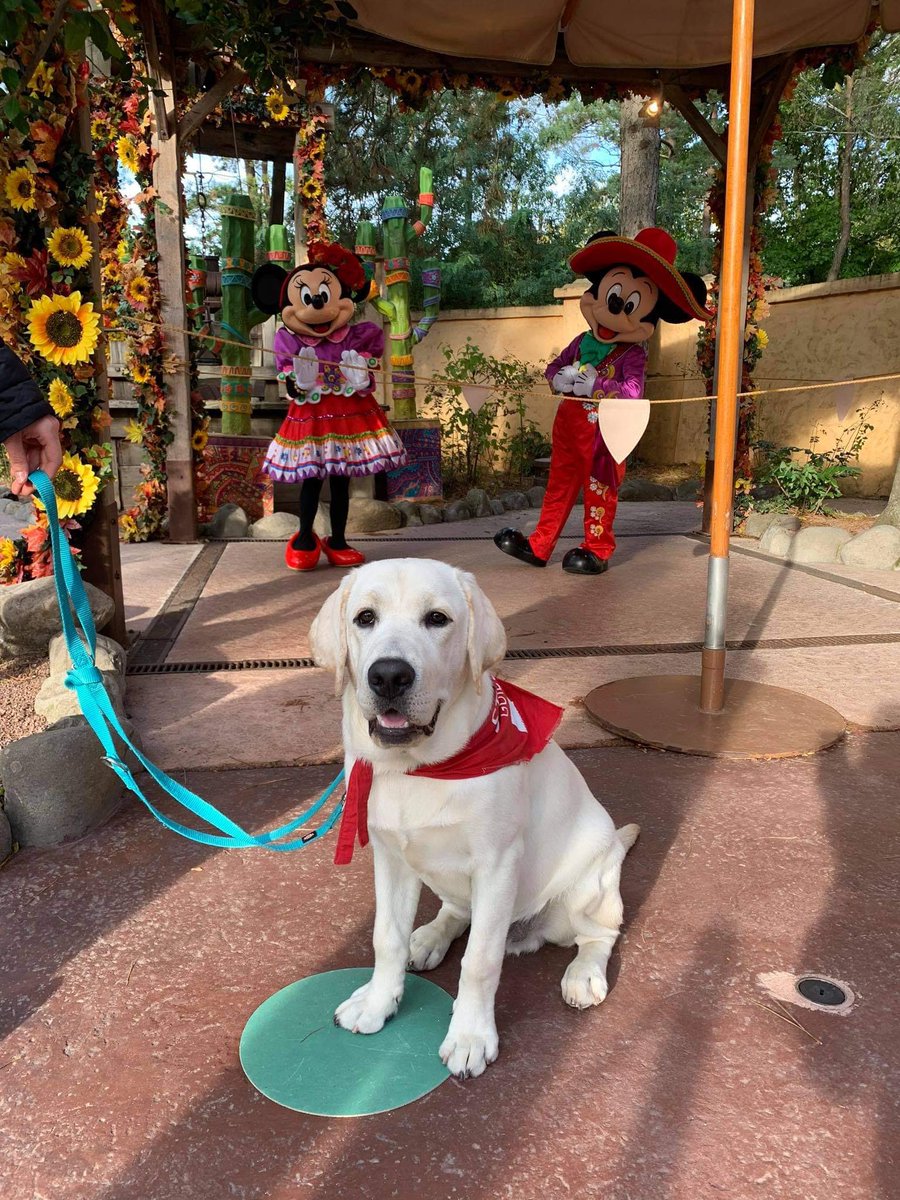 It's his first time at Disney, so it's all new for him but he is very well behaved. The aim is to familiarise him with new noises, attractions, crowds ect so he can handle busy situations.